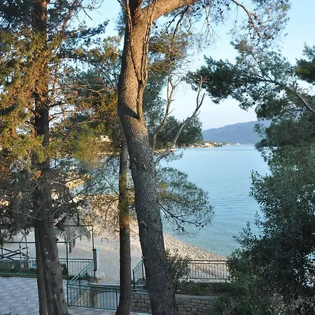 Olive Tree *